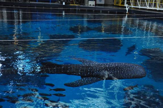 tubarão-Baleia visto do alto do Aquário de Atlanta, na Georgia - EUA